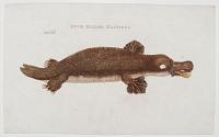 Duck Billed Platypus.