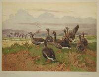 [Wild Geese on the Marshes.]
