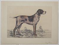 [German Pointer.]