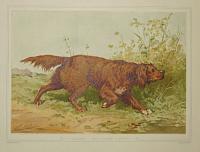 Caillard_Les Chiens d'Arret.