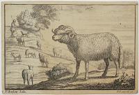 [Ram stood before a flock of sheep]
