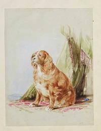 [Cavalier King Charles Spaniel.]