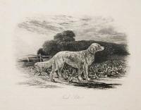 Irish Setter.