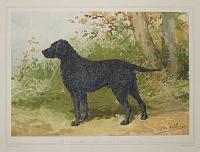 [Curley-Haired Retriever.]