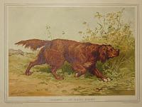 [Irish Setter.]