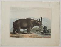 The African Rhinoceros.