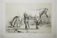 [A Donkey and Horse.]