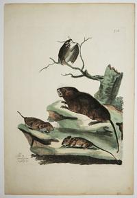 Bat. Water Rat. Short tail'd field Mouse. Long tail'd field Mouse.