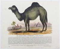 The Arabian Camel, or Dromedary._Camelus Dromedarius.