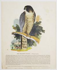 The Peregrine Falcon_Falco peregrinus.