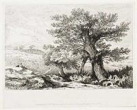 [Oak Trees in a Landscape.]