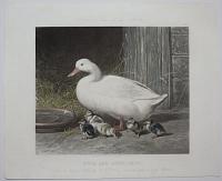 Fores's Series of the Mothers. Pl. 3. Duck and Ducklings