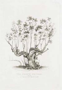 The Pocock Fig Tree, Oxford, as it Appeared before the Fire in 1809.
