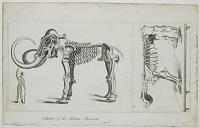 Skeleton of the Siberian Mammouth.