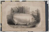 Leicester Sow Pig, Bred by Mr. S. Wiley Brandsby, near York.