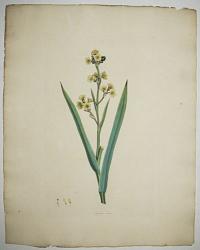[Satin Flower.] Sisyrinchium striatum,