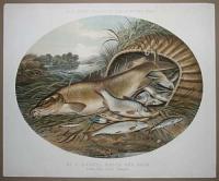 H. L. Rolfe's Studies of Fresh-Water Fish. No. 1 Barbel, Roach and Dace. From the River Thames.