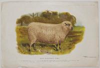 Prize Shropshire Sheep.