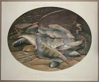 H. L. Rolfe's Studies of Fresh-Water Fish. No. 2 Pike, Perch, and Roach. From the River Loddon.