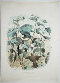 [Great Reed Warbler] 26. L'Efarvatte et son nid. Grandeur naturelle.