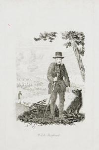 Welsh Shepherd.