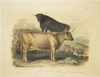 West Highland Breed.  Cow, bred by Mr Maxwell of Aross Mull...