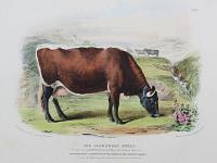 The Glamorgan Breed. Cow, 5 Years old, bed by Mr Bradley, of Treguff Place, in the County of Glamorgan.