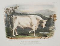 Wild or White Forest Breed. Bull from Cillingham Park, the property of the Right Hon. The Earl of Tankerville.