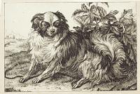 [A toy Spaniel.]