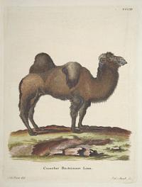 Camelus Bactrianus Linn.
