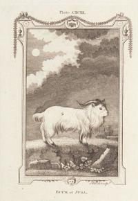 Buck of Juda.