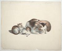 [Cat and three kittens; resting and sleeping.]