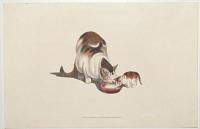[Mother cat and kitten drink milk.]