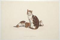 [Mother cat looks at views: three kittens.]