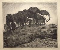 [Elephants.]