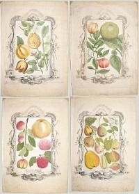 [Set of four fruit prints, presented within separately-printed rococo borders.]