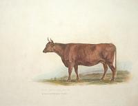 A Devonshire Cow.