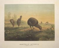 [Kiwi] Mantell's Apteryx.