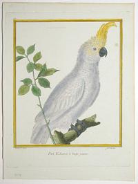 [Sulphur-Crested Cockatoo] Petit Kakatoes à hupe jaune.