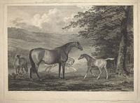 [Mares and Foals,
