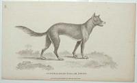 Australasian Dog, or Dingo.