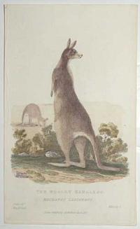 Woolly Kangaroo.
