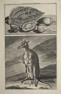 [Betel & Dusky Pademelon] Areek-vrugt en Betelblat; Filander.