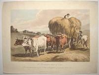 A Gloucestershire team of Oxen.