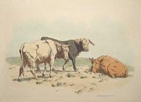 [Three cows in a landscape]