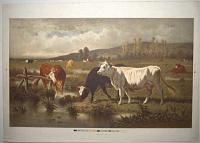 [Cows out to pasture.]
