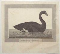 Black Swan of Cape Diemen.