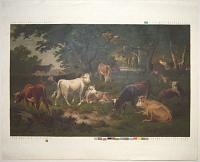 [Cows in the woods]