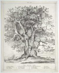 The Royal Oak, In which may be discovered 20 likenesses of Illustrious Individuals.