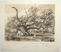 To Lady Jervis This Print of The Cowthorpe Oak is Most Respectfully dedicated by her Ladyships most obliged Servant Charles Empson.